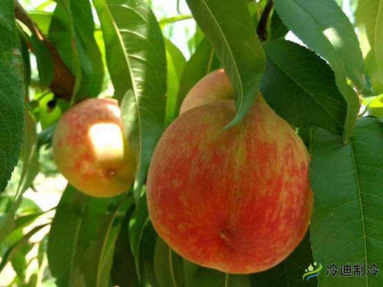 桃子儲存保鮮庫氣調(diào)庫(圖1) 桃子儲存保鮮庫氣調(diào)庫(圖1)