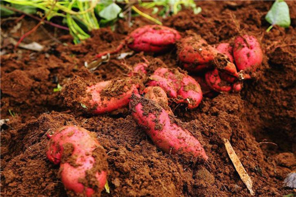 紅薯冷庫建造要點(diǎn)及100噸紅薯冷庫建造報(bào)價(jià)！(圖1)