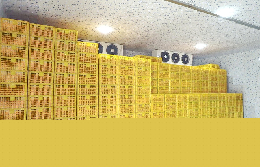 柑橘冷庫(kù)保鮮溫度，柑橘冷庫(kù)儲(chǔ)存1-9個(gè)月方法介紹